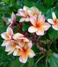 Jirapon 55 ans Kalasin Thaïlande