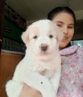 Linda 31 ปี Khonkhan ไทย