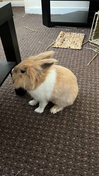 Ravi 45 ปี Rugby  United Kingdom