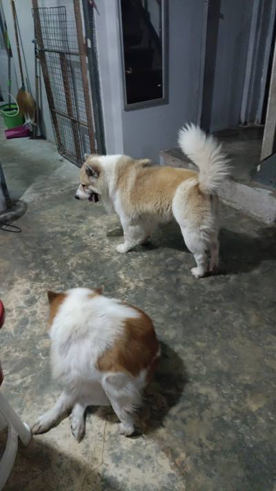 My dogs