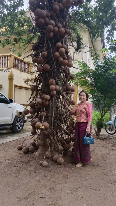 Soy 49 years เมือง Thailand