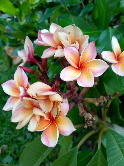 Jirapon 55 ans Kalasin Thaïlande