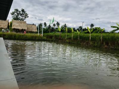 Amon 44 ans สะพานใหม่ Thaïlande