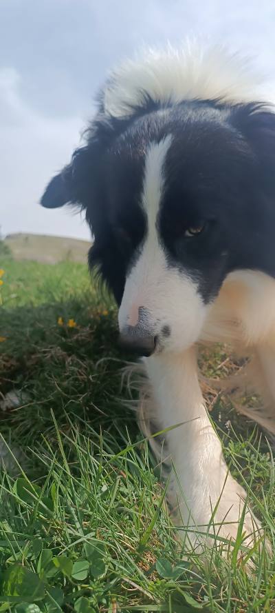 mon Loulou 