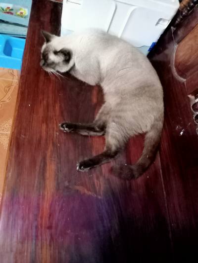 My cats