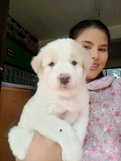 Linda 31 ปี Khonkhan ไทย