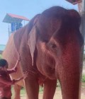 Narisara,33 ans